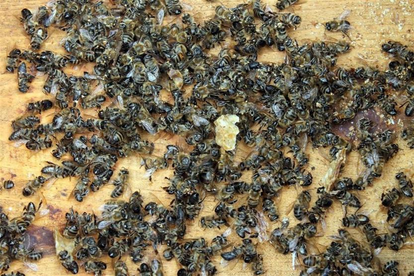 Bir kilosu 20 bin liradan satılıyor