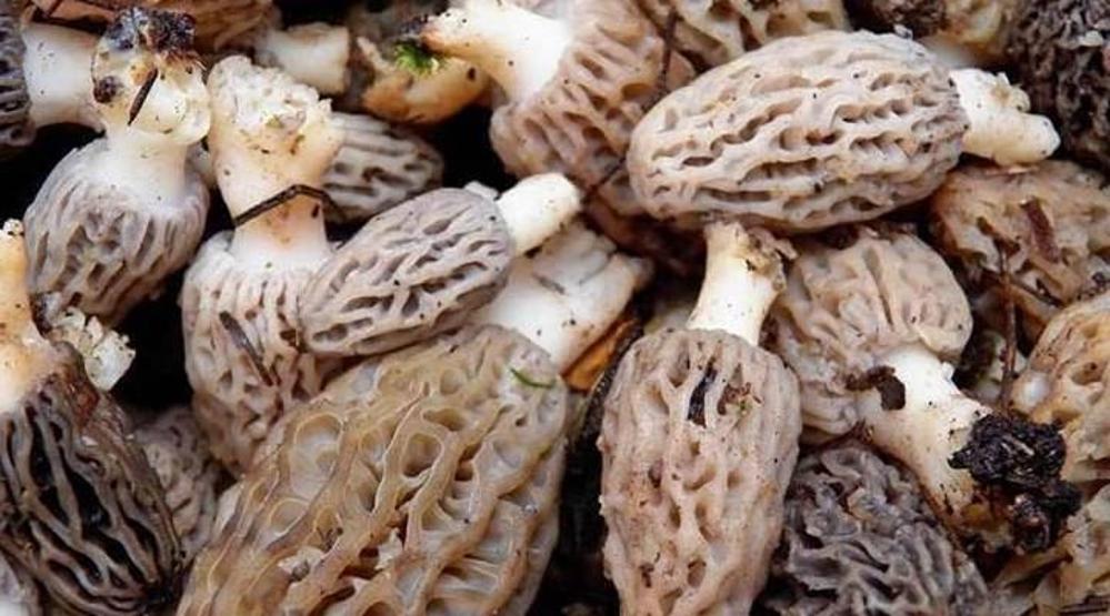 Kuzugöbeği mantarının fiyatı altınla yarışıyor