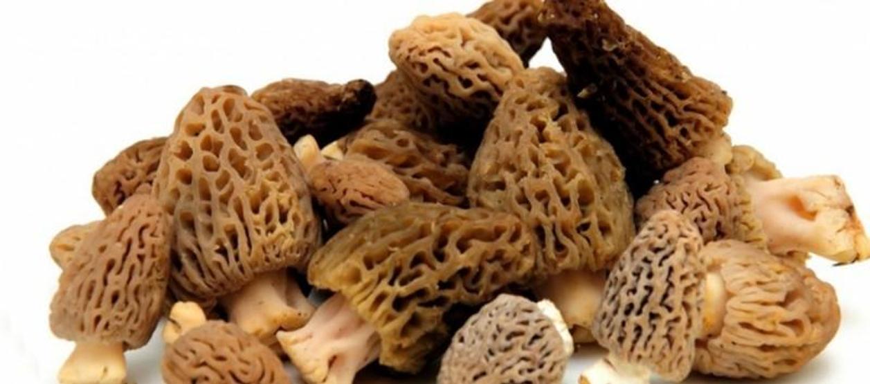 Kuzugöbeği mantarının fiyatı altınla yarışıyor