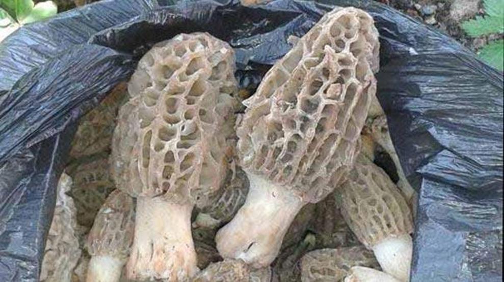 Kuzugöbeği mantarının fiyatı altınla yarışıyor