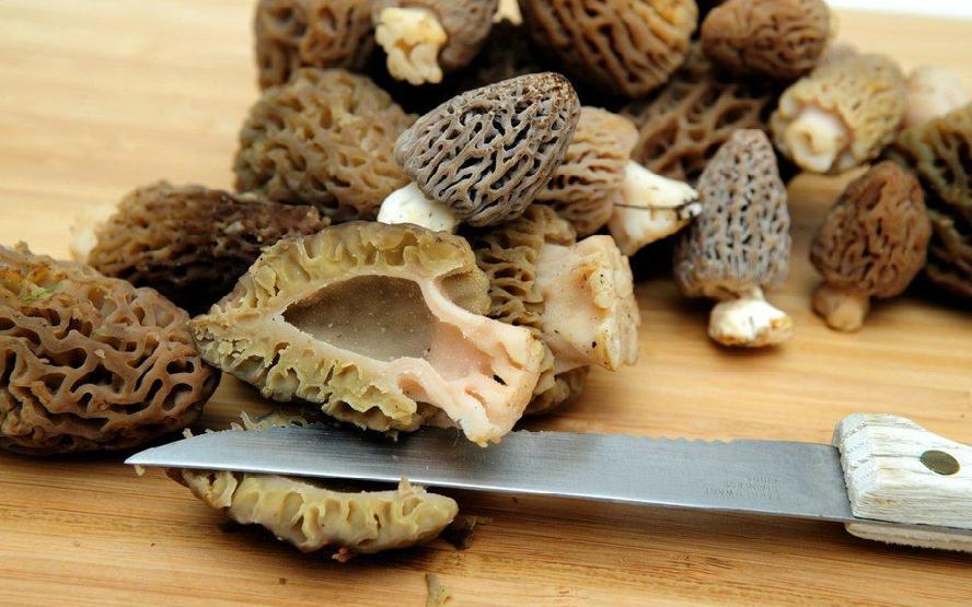 Kuzugöbeği mantarının fiyatı altınla yarışıyor