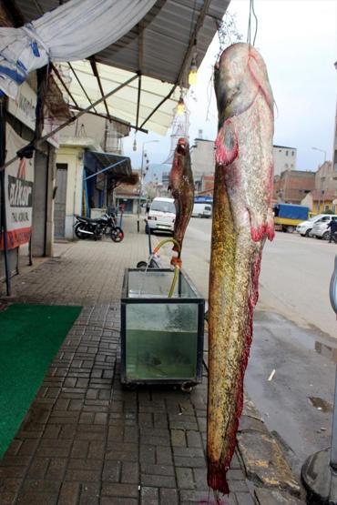 Manisada yakalandı. Tam 80 kilo