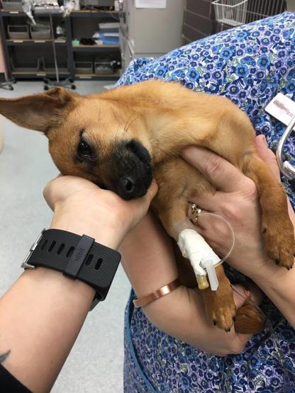 Eroinden bayılmış halde bulunan köpeğe yeni bir ev bulundu