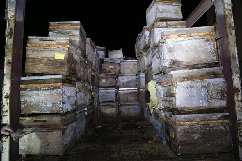 Arı kovanlarının arasında 350 kilo esrar bulundu