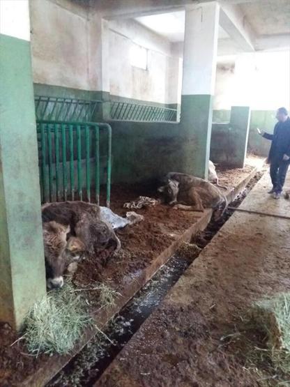 Erzurumda 19 büyükbaş hayvan açlıktan telef oldu