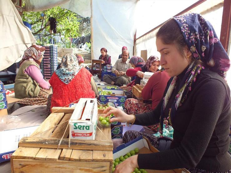 Eriğin kilosu 300 liradan 30 liraya düştü