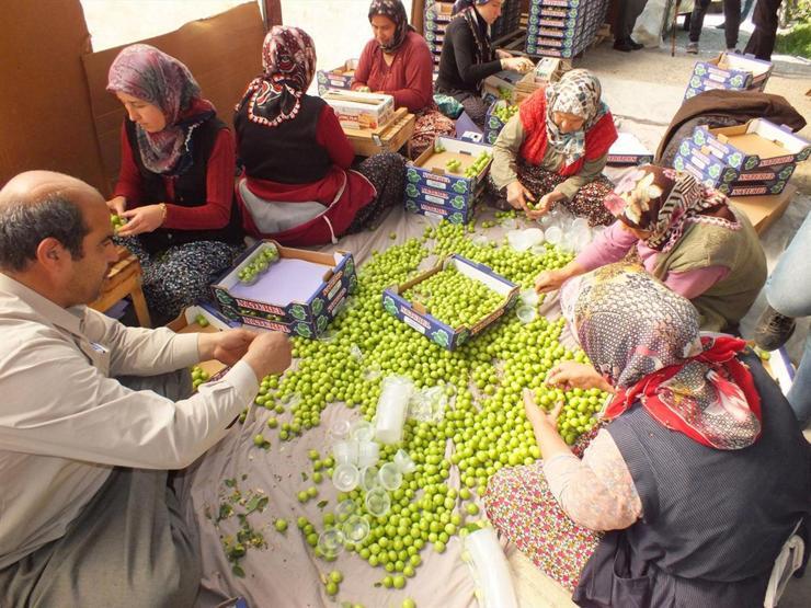Eriğin kilosu 300 liradan 30 liraya düştü