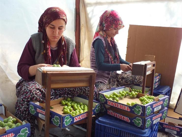 Eriğin kilosu 300 liradan 30 liraya düştü