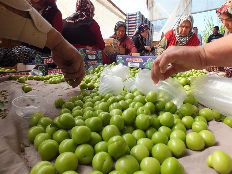 Eriğin kilosu 300 liradan 30 liraya düştü