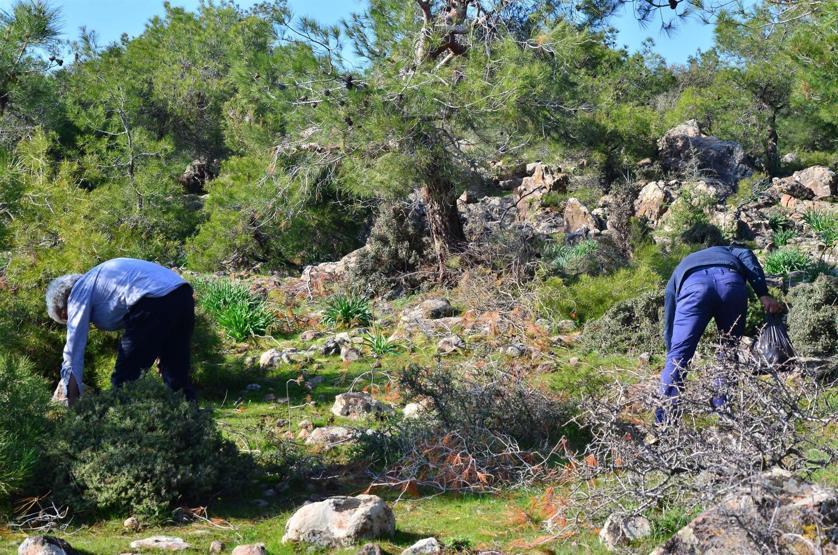 Kuzu göbeği mantarı için ormana koştular