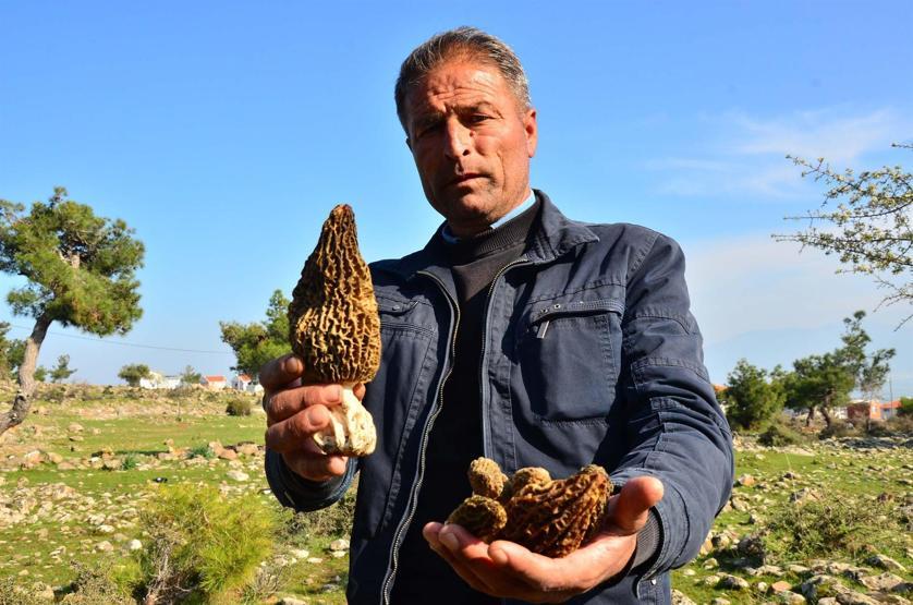 Kuzu göbeği mantarı için ormana koştular