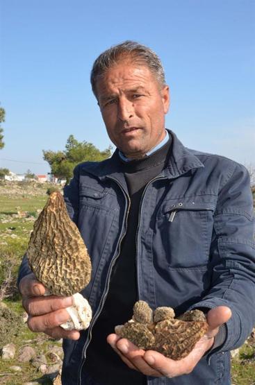 Kuzu göbeği mantarı için ormana koştular