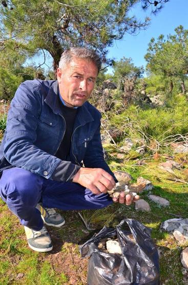 Kuzu göbeği mantarı için ormana koştular