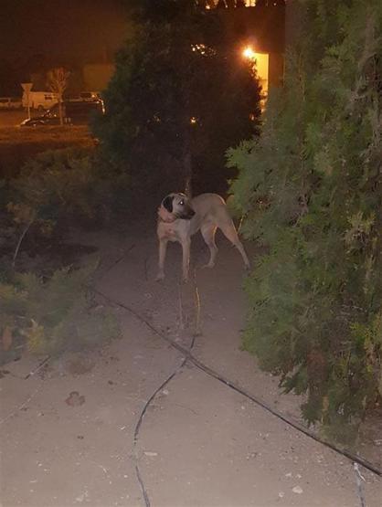 Cinayet failini köpeği ele verdi