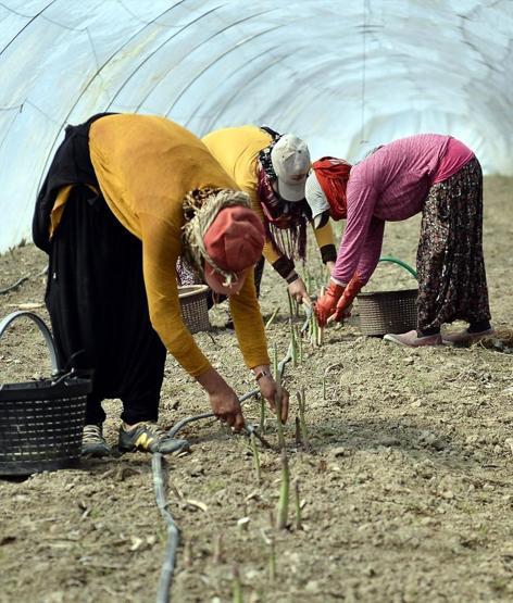 Beş dönümde başlayan hayalleri dev bir şirkete dönüştü