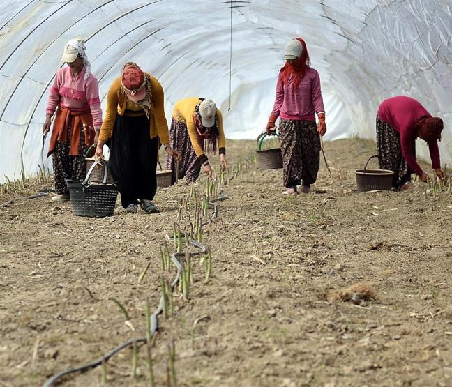 Beş dönümde başlayan hayalleri dev bir şirkete dönüştü