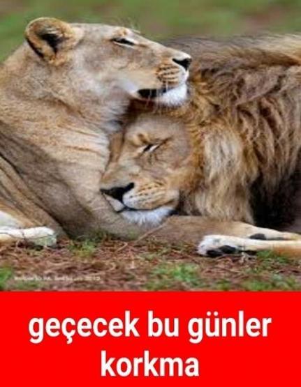Başakşehir-Galatasaray capsleri