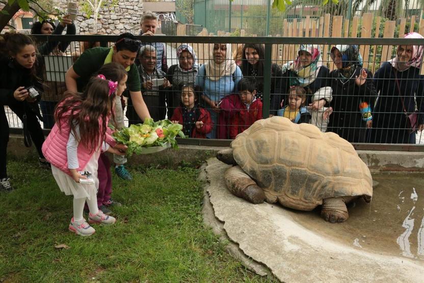 Kaplumbağa Tuki 97 yaşına girdi