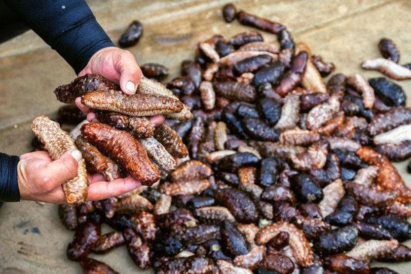 2.5 ton deniz patlıcanı ele geçirildi