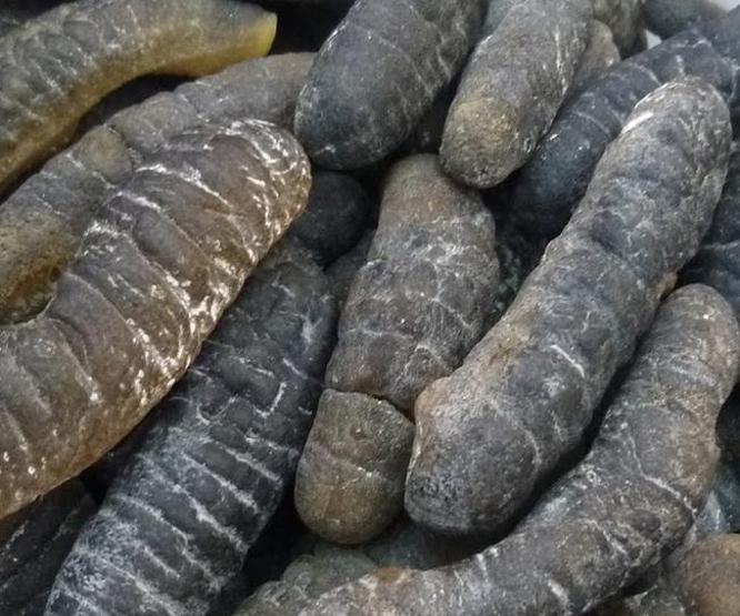 2.5 ton deniz patlıcanı ele geçirildi