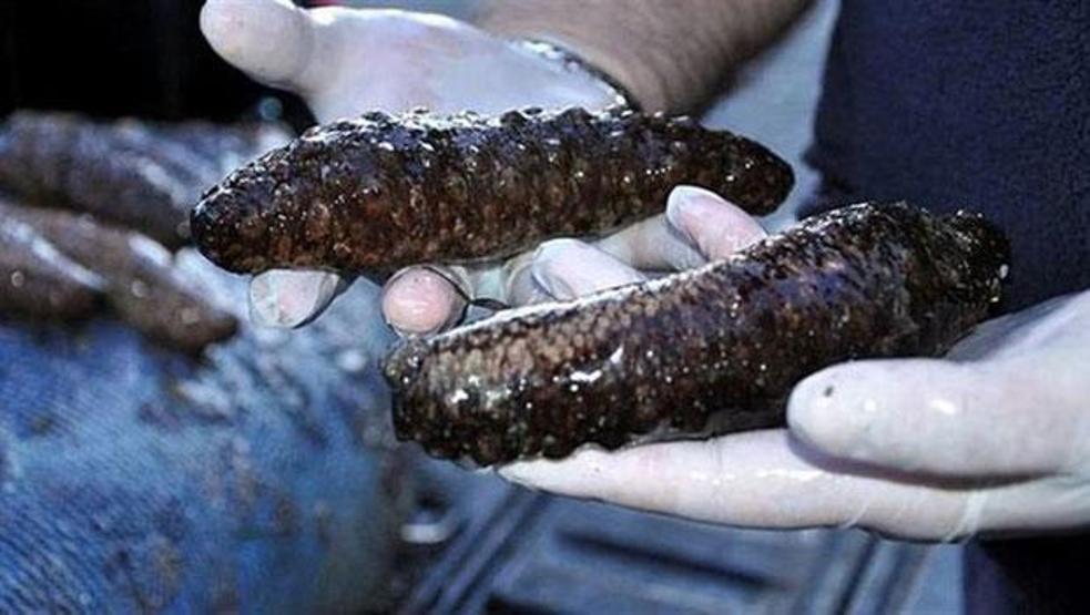 2.5 ton deniz patlıcanı ele geçirildi