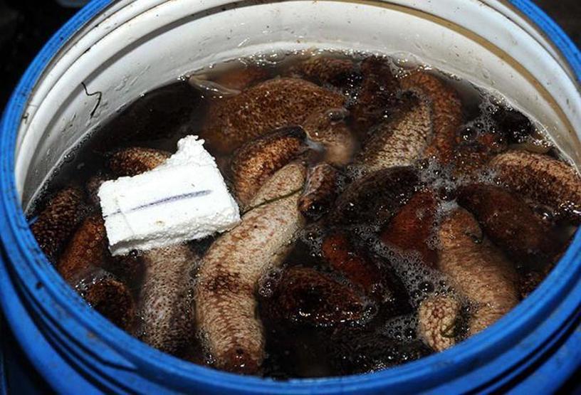 2.5 ton deniz patlıcanı ele geçirildi