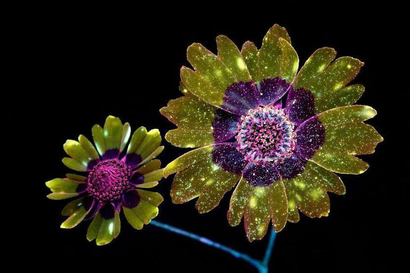 Ultraviyole ışınları yansıtan çiçek fotoğrafları iç açıyor