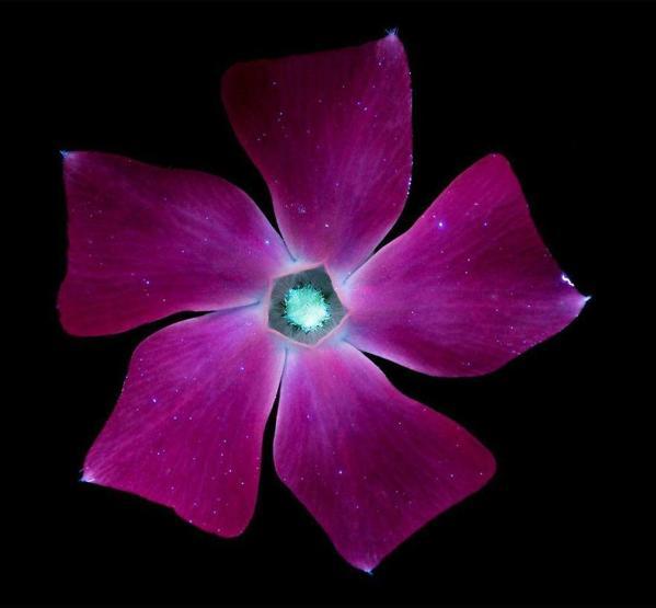Ultraviyole ışınları yansıtan çiçek fotoğrafları iç açıyor