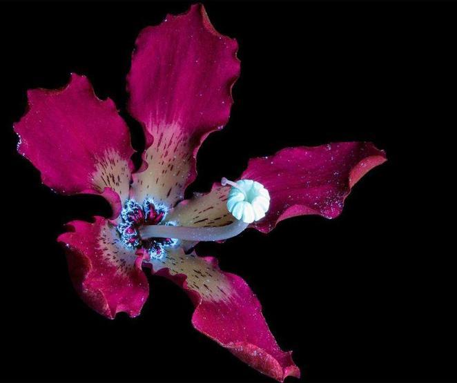 Ultraviyole ışınları yansıtan çiçek fotoğrafları iç açıyor