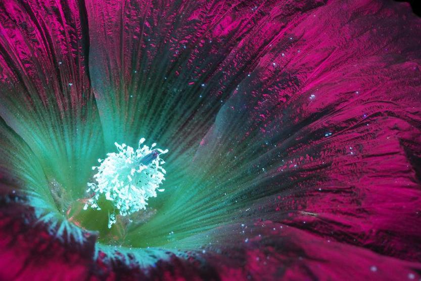 Ultraviyole ışınları yansıtan çiçek fotoğrafları iç açıyor