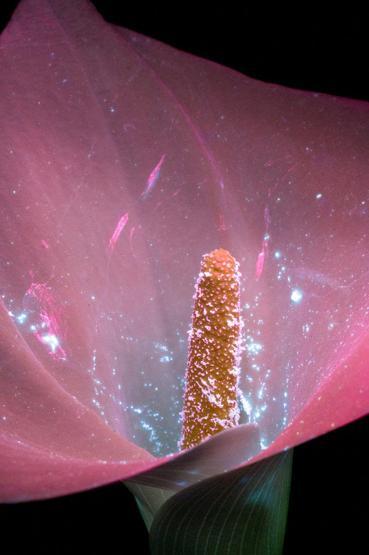 Ultraviyole ışınları yansıtan çiçek fotoğrafları iç açıyor