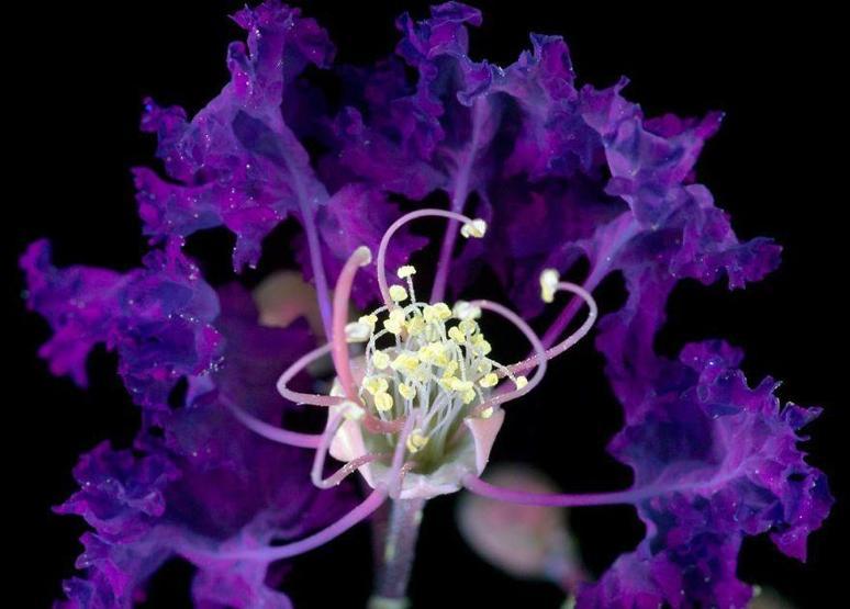 Ultraviyole ışınları yansıtan çiçek fotoğrafları iç açıyor