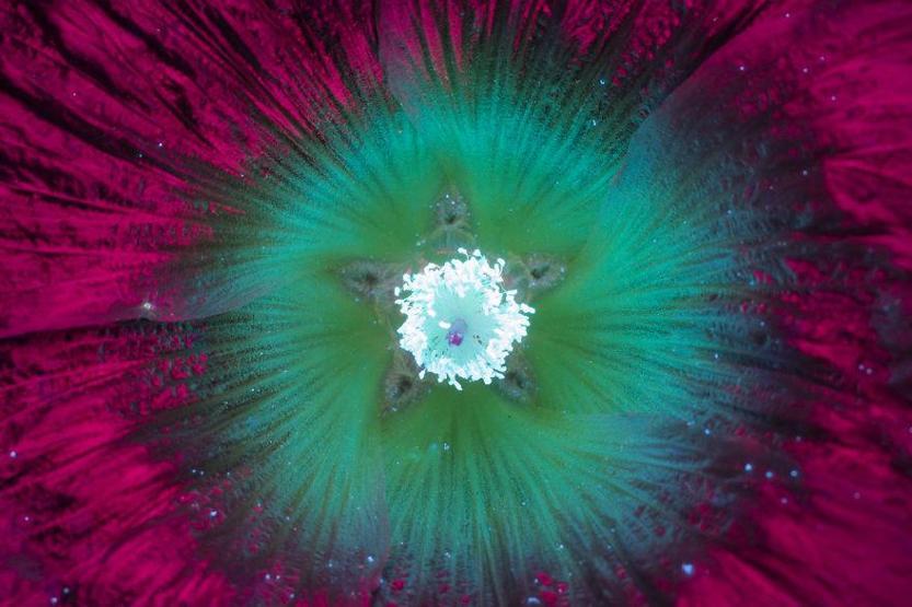 Ultraviyole ışınları yansıtan çiçek fotoğrafları iç açıyor
