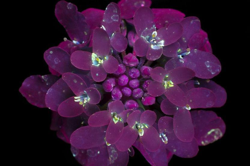 Ultraviyole ışınları yansıtan çiçek fotoğrafları iç açıyor