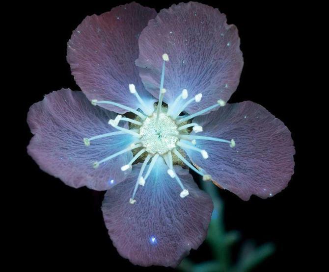 Ultraviyole ışınları yansıtan çiçek fotoğrafları iç açıyor