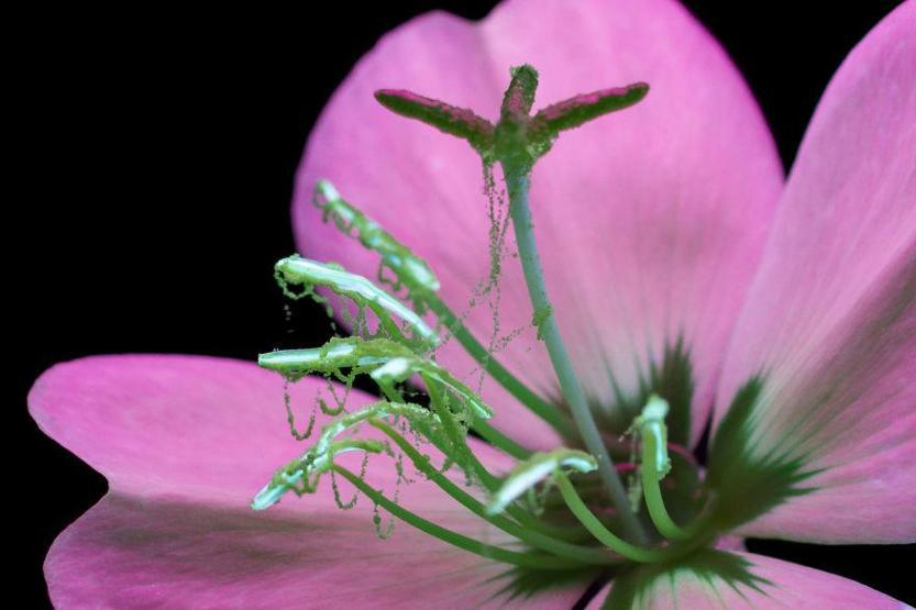 Ultraviyole ışınları yansıtan çiçek fotoğrafları iç açıyor