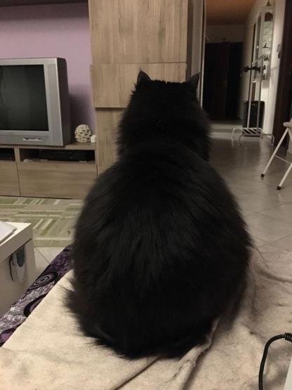 Yuvarlanıp giden sevimli hayvanlar