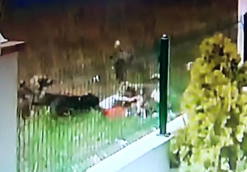 Sakaryada dehşet anları. 5 yaşındaki çocuğa köpekler saldırdı