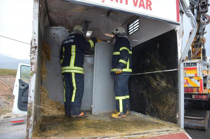 Yarış atlarını taşıyan kamyonet devrildi