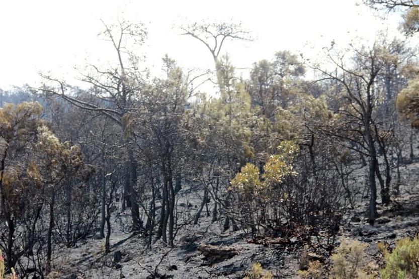İzmirdeki yangında ’arıcı’ şüphesi