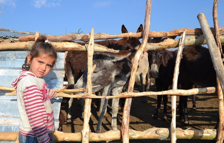 Eşek sütünün 1 litresi cep yakıyor