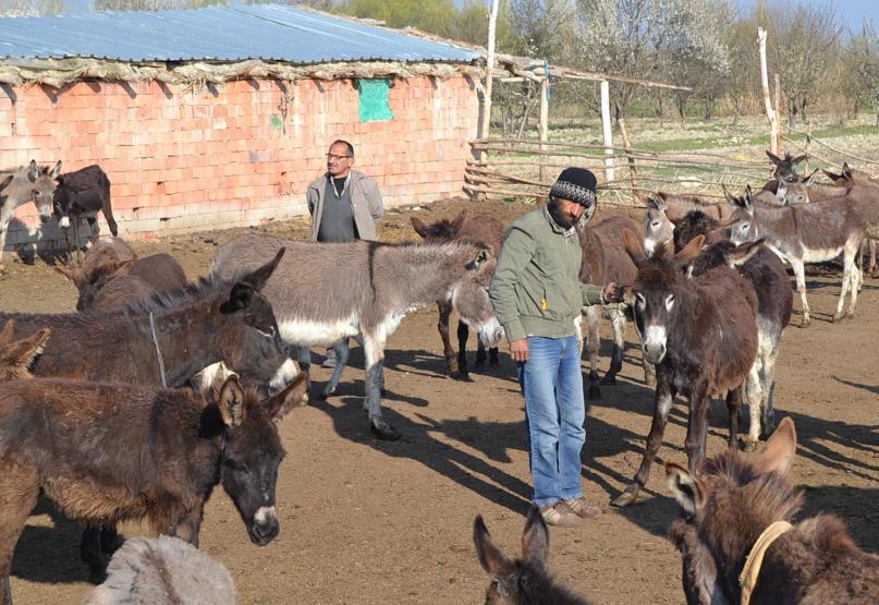 Eşek sütünün 1 litresi cep yakıyor