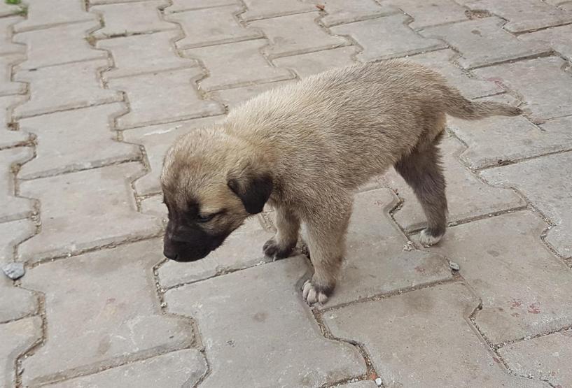 3 ayaklı yavru köpek Garip belediyeye emanet