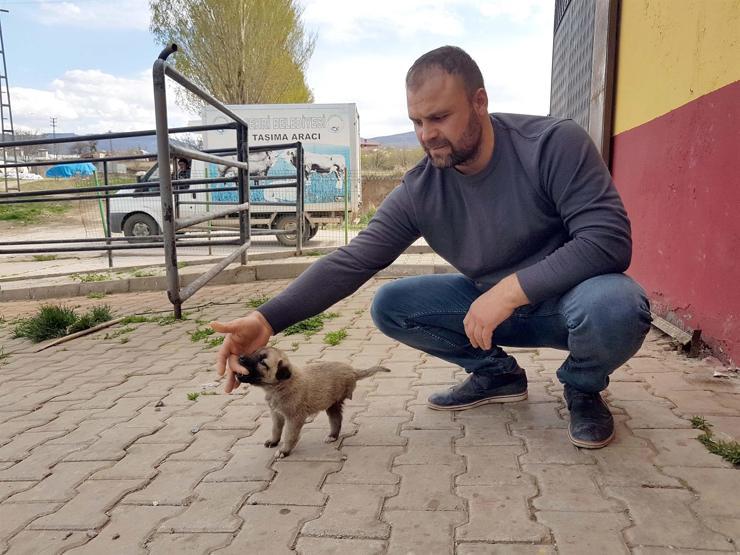 3 ayaklı yavru köpek Garip belediyeye emanet