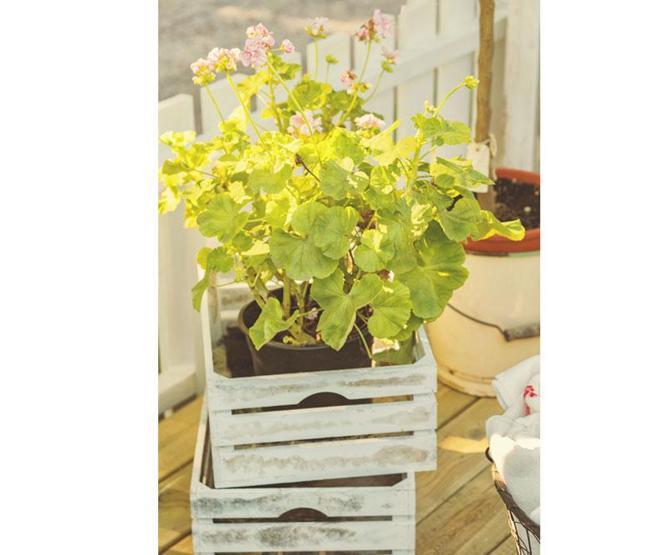 Keyifli bir balkon bahçesi yaratmanın 7 sihirli adımı