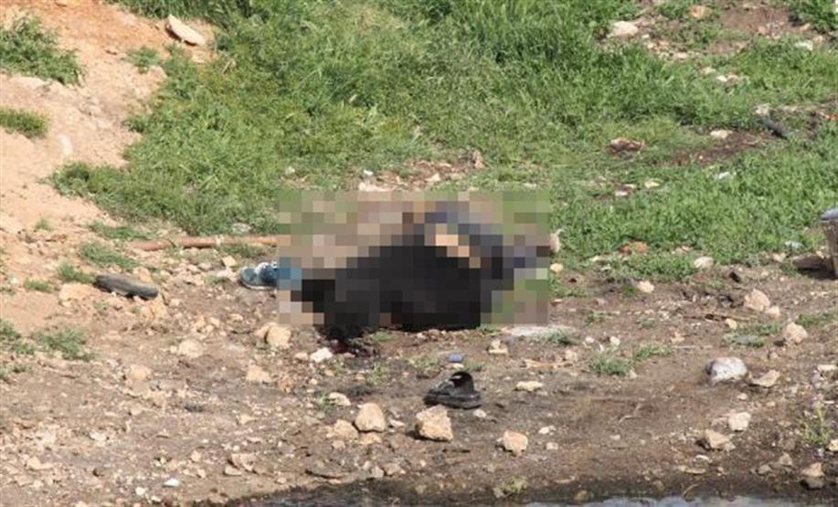 Köpek kavgası kanlı bitti