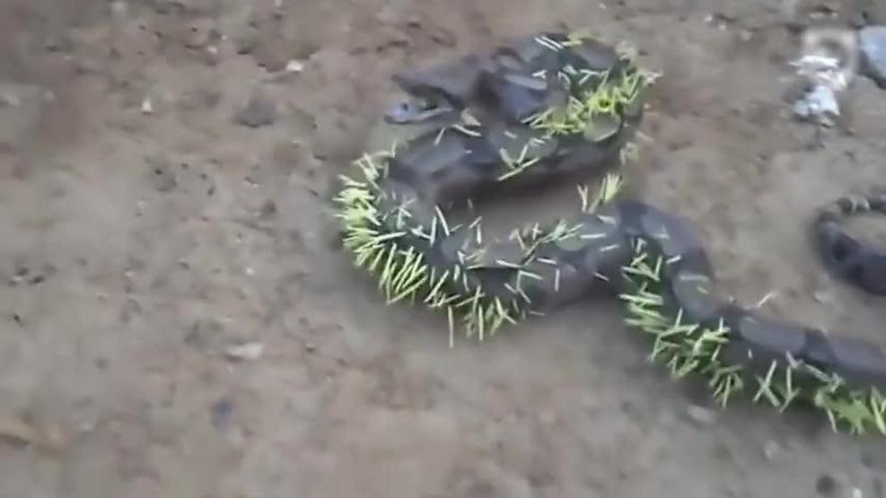 Kirpi yemeye çalışan yılan telef oldu