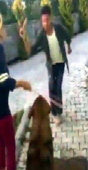 Bodrumda hayvanseverleri kızdıran olay
