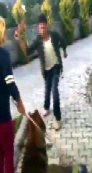 Bodrumda hayvanseverleri kızdıran olay