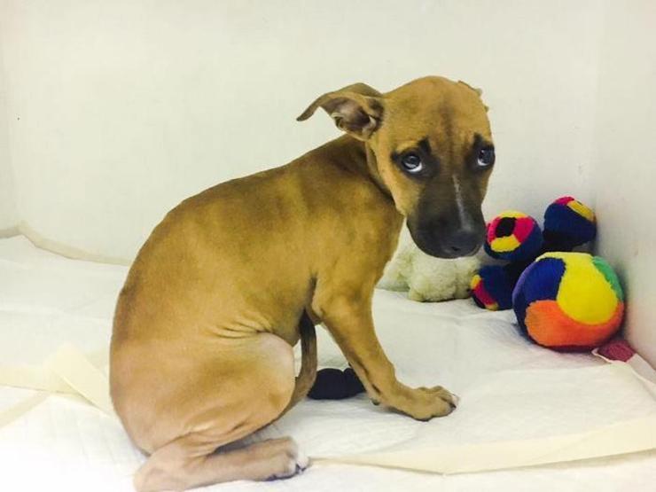 Küçük çocuk köpeği kurtarmak için 3 km yol yürüdü